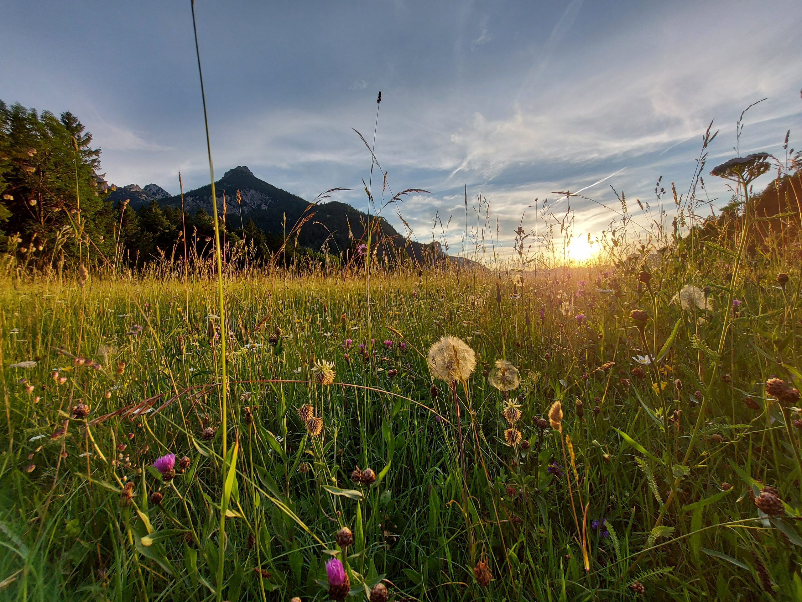 Alpenkräuterwiesen in Sonnenuntergangsstimmung