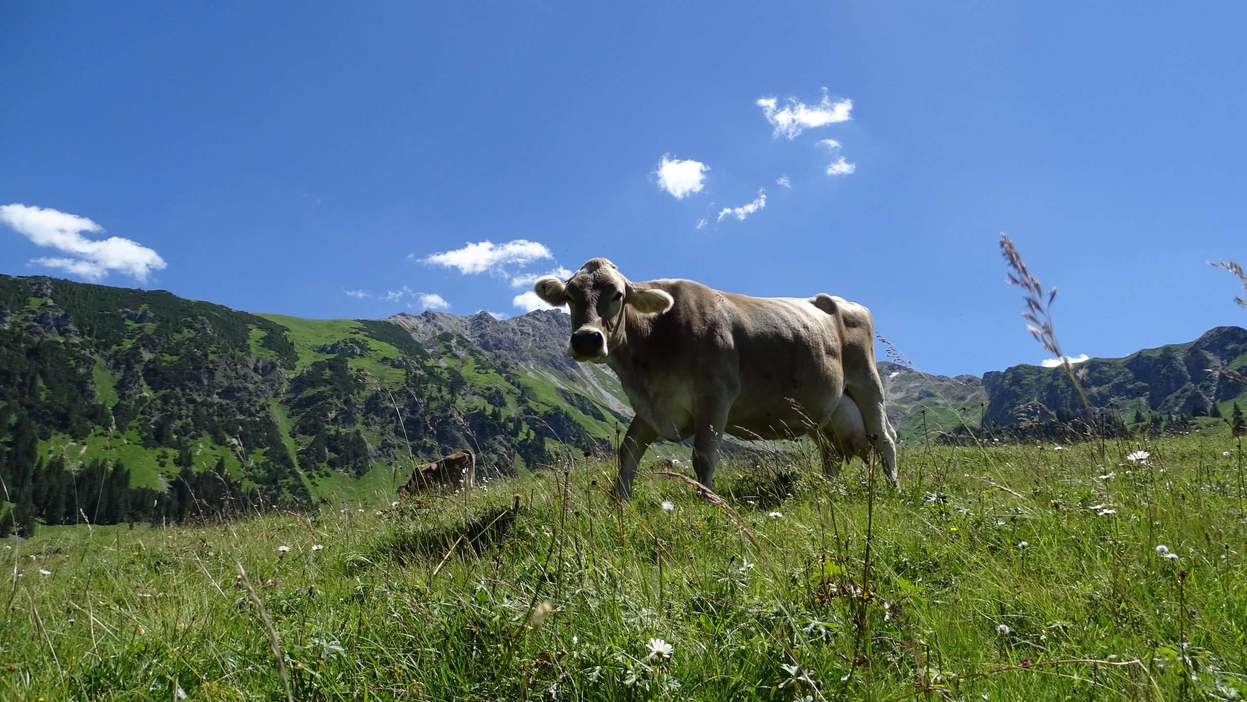 Wanderung Willersalpe